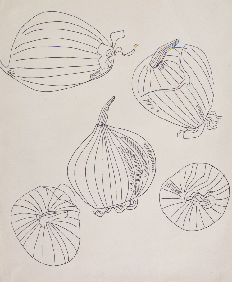 Five Views of an Onion - Andy Warhol (1950s).png